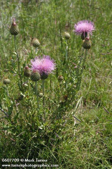 Wavyleaf Thistle