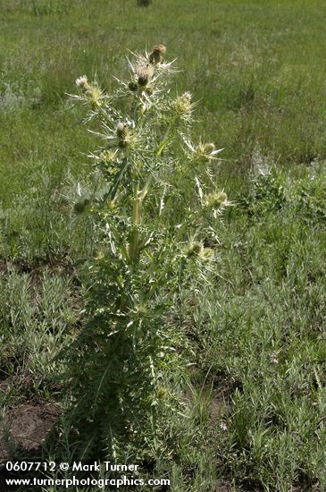 Yellowspine Thistle