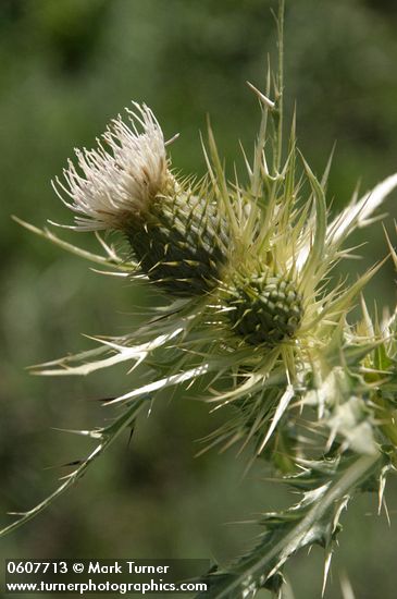 Yellowspine Thistle blossom