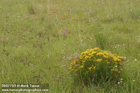 Broom Snakeweed in meadow
