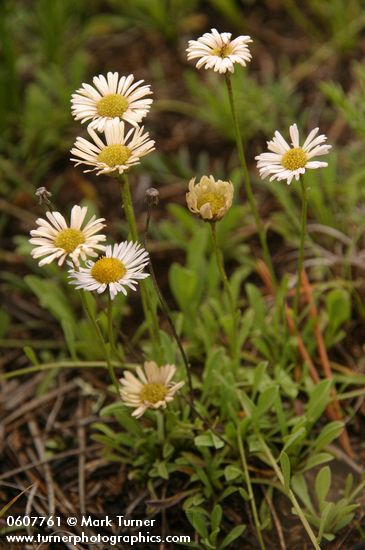 Trailing Fleabane