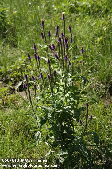 New Mexico Vervain (Spike Verbena, MacDougal Verbena)