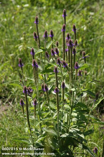 New Mexico Vervain (Spike Verbena, MacDougal Verbena)