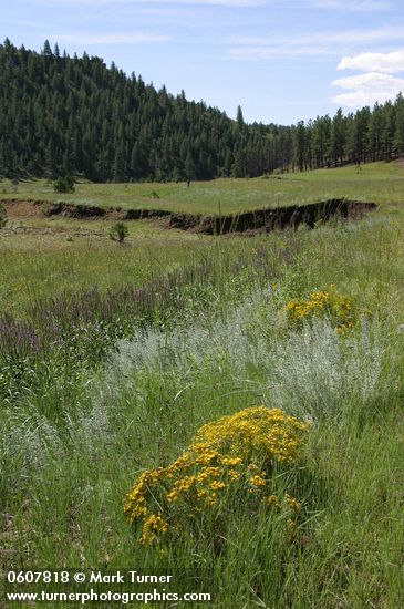 Longflower Rabbitbrush, New Mexico Vervain (Spike Verbena, MacDougal Verbena), Fringed Sage (Prairie Sagewort) along N Ponil Cr