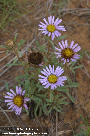 Tall Townsend Daisy (Tall Easterdaisy)