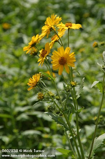 Cowpen Daisy (Golden Crownbeard)