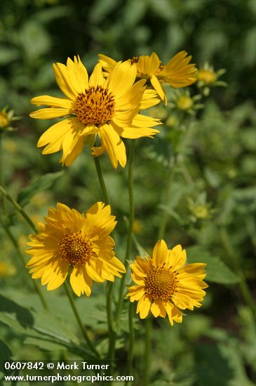 Cowpen Daisy (Golden Crownbeard) blossoms detail