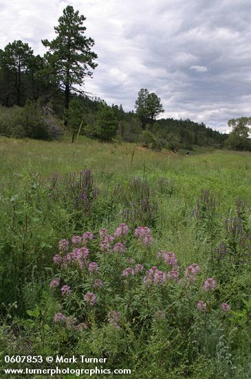 Rocky Mountain Bee Plant, New Mexico Vervain (Spike Verbena, MacDougal Verbena) in meadow