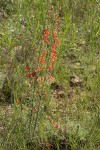 Scarlet Gilia