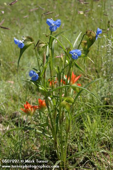 Birdbill Dayflower w/ Paintbrush