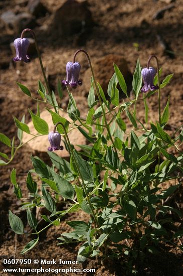 Sugar Bowls (Scott's Clematis)