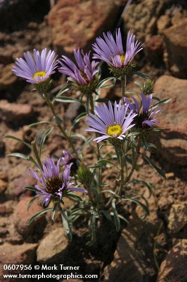 Tall Townsend Daisy (Tall Easterdaisy)