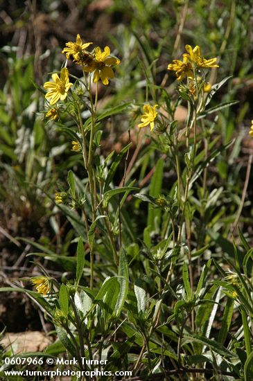 Parry Wood Sunflowers (Parry's Dwarf-sunflower)