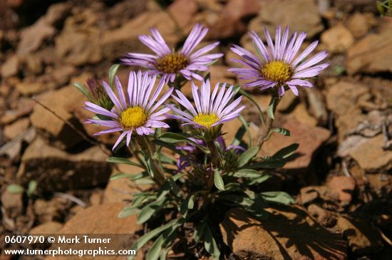 Tall Townsend Daisy (Tall Easterdaisy)