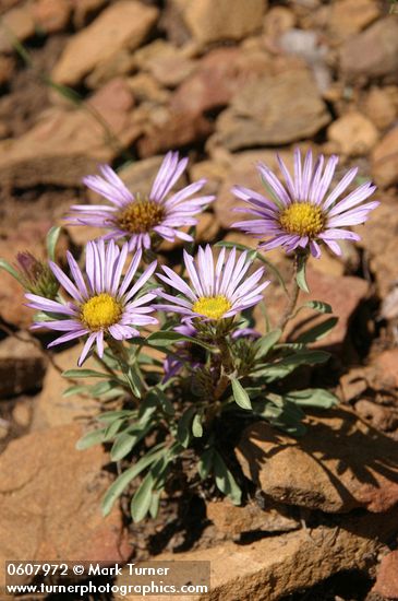 Tall Townsend Daisy (Tall Easterdaisy)