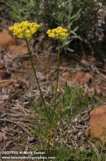 Sessileflower Indian Parsley