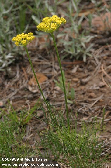 Sessileflower Indian Parsley
