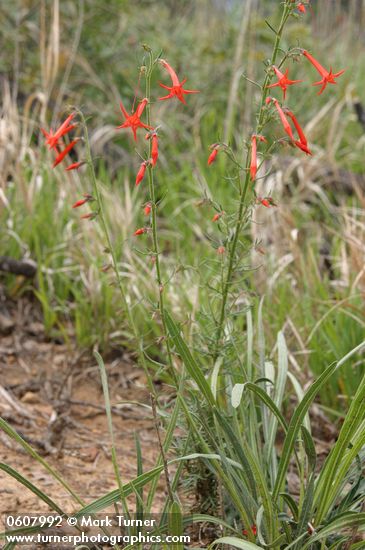 Scarlet Gilia