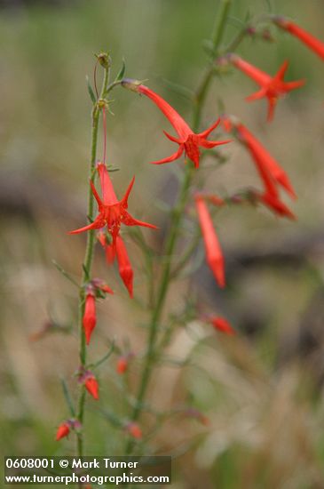 Scarlet Gilia blossoms