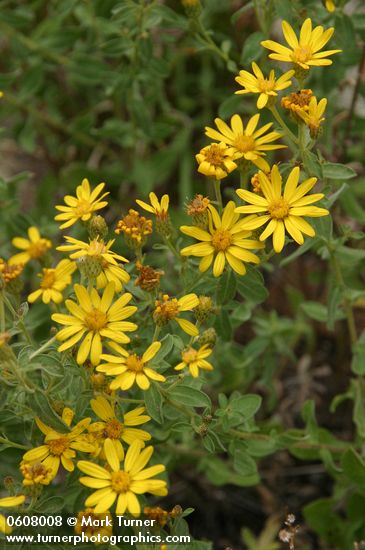 Hairy False Goldenaster blossoms & foliage