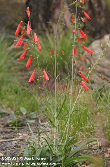 Scarlet Penstemon (Beardlip Penstemon)