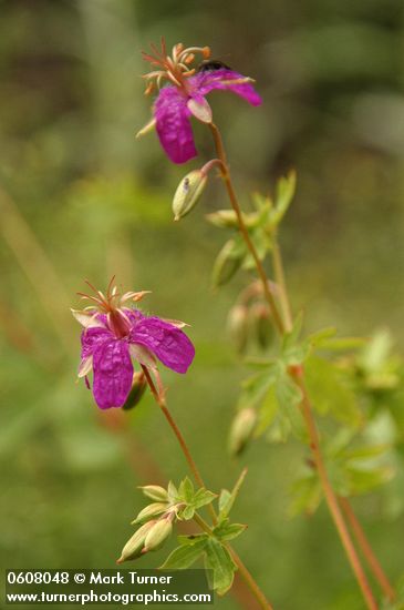 Purple Geranium (Pineywoods Geranium) blossoms