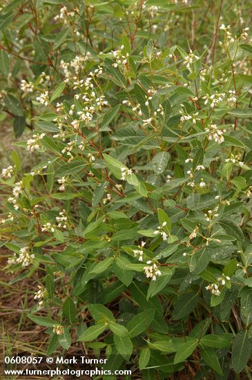 Spreading Dogbane
