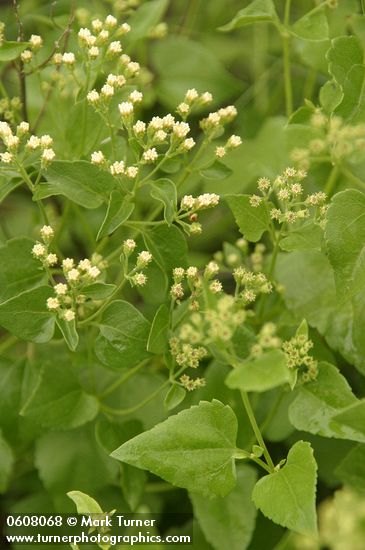 Apache (Fragrant) Snakeroot buds & foliage