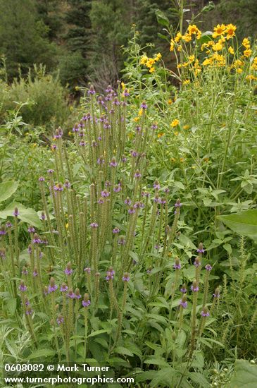 New Mexico Vervain (Spike Verbena, MacDougal Verbena)