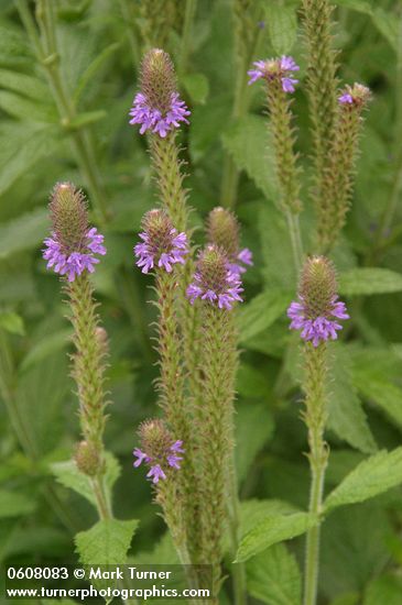 New Mexico Vervain (Spike Verbena, MacDougal Verbena) blossoms detail