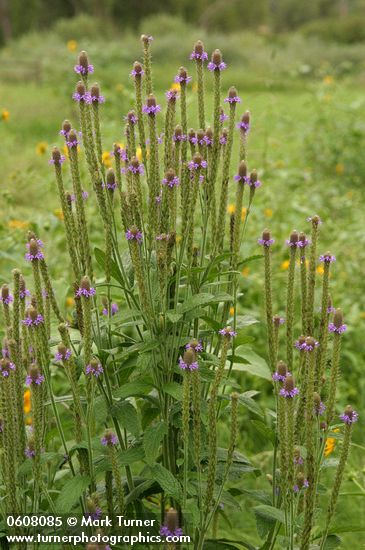 New Mexico Vervain (Spike Verbena, MacDougal Verbena)