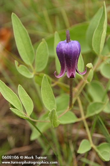Sugar Bowls (Scott's Clematis) blossom & foliage