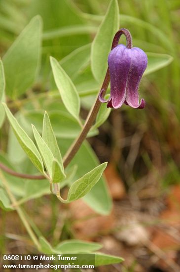 Sugar Bowls (Scott's Clematis) blossom & foliage