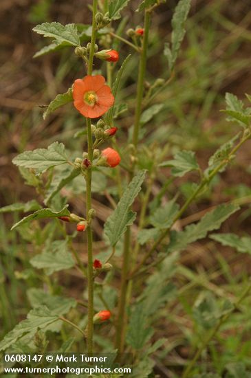 Narrowleaf Globemallow