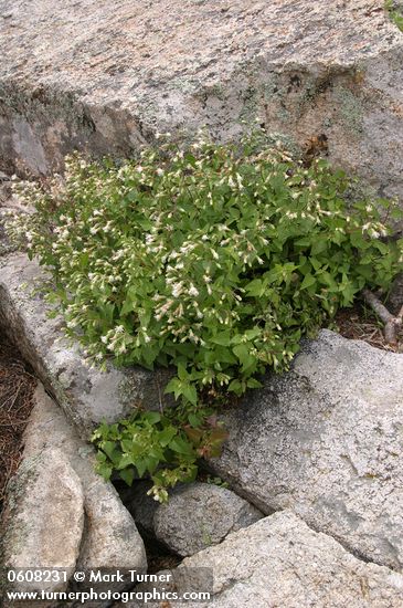 Plumed Brickellbush among rocks