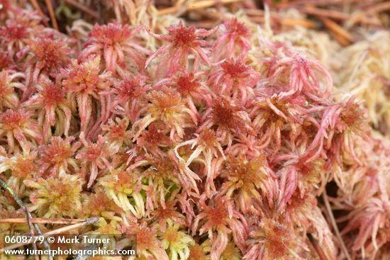 Sphagnum rubellum