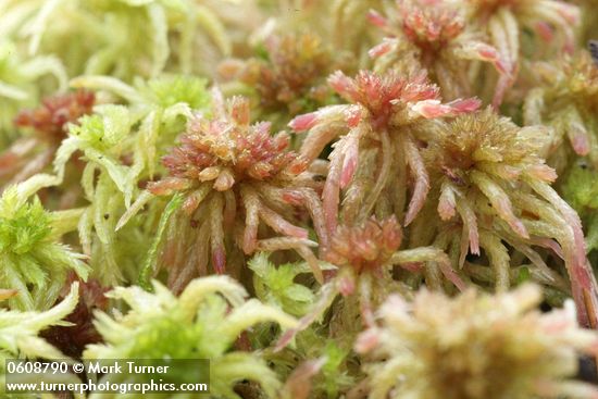Sphagnum mosses
