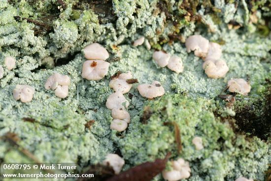 'Fairy Barf' crustose lichen