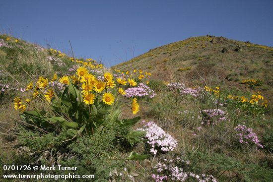 Carey's Balsamroot & Showy Phlox on rocky hillside