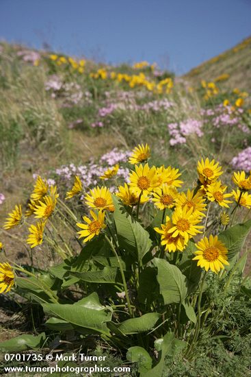 Carey's Balsamroot & Showy Phlox on rocky hillside