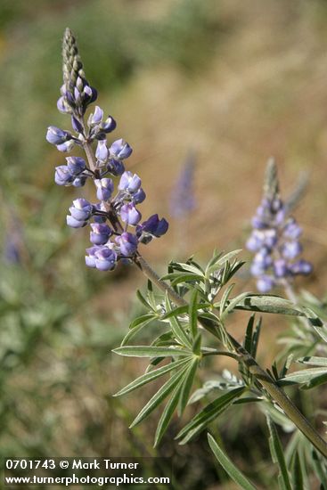 Bingen Lupine blossoms & foliage detail