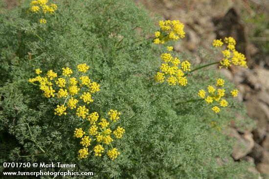 Gray's (Pungent) Desert Parsley