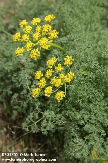 Gray's (Pungent) Desert Parsley