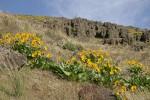 Carey's Balsamroot on hillside below basalt cliffs