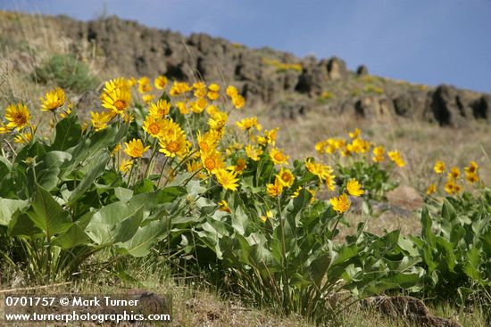 Carey's Balsamroot on hillside below basalt cliffs