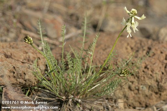 Yakima Milkvetch