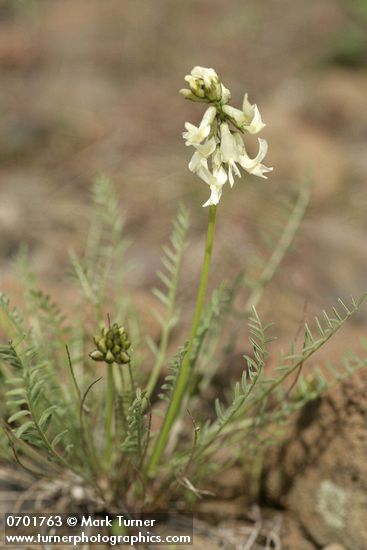 Yakima Milkvetch