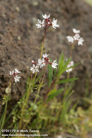 Small-flowered Prairie Stars