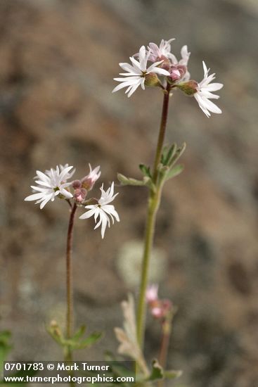 Small-flowered Prairie Star blossoms