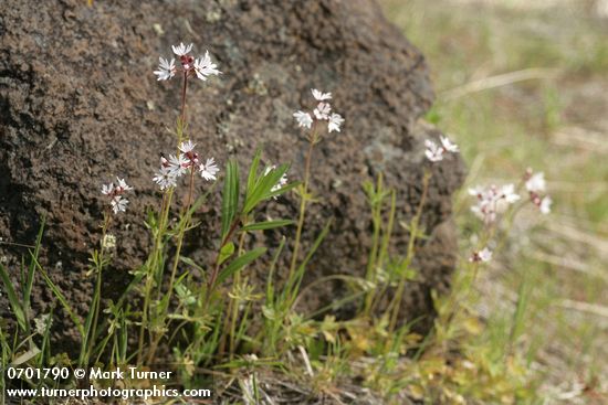 Small-flowered Prairie Stars against small basalt boulder